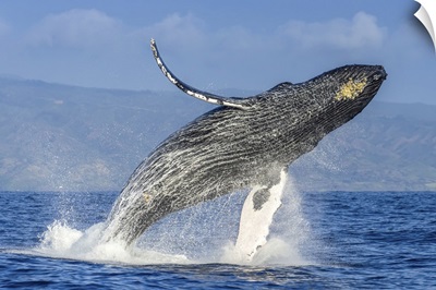 A Humpback Whale Breaches Far In The Air Above The Pacific