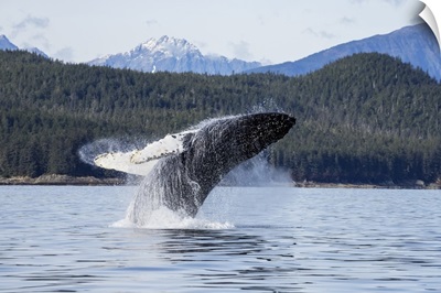 A Humpback Whale Breaches From The Waters Of Stephens Passage, Alaska