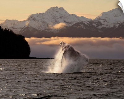 A Humpback Whale Breaches In Alaska's Inside Passage At Sunrise, Eagle Peak