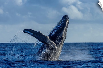 A Humpback Whale Breaches In The Pacific Ocean