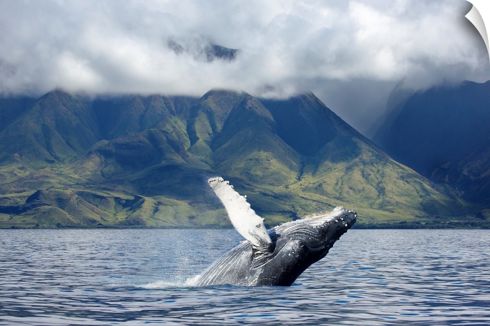 A humpback whale (Megaptera novaeangliae) breaches off the coast of West Maui. Maui, Hawaii, United States of America.