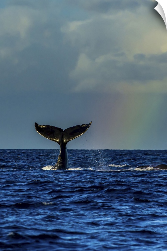 A humpback whale fluke next to a rainbow in the Pacific Ocean.