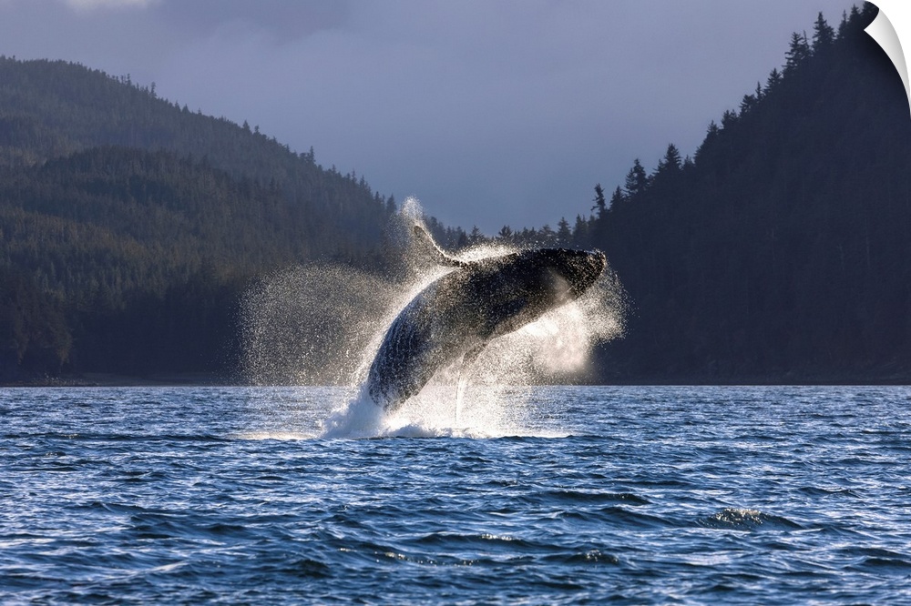 A Humpback Whale leaps from the waters of the Inside Passage near Juneau, Alaska. Favorite Passage, Shelter Island.