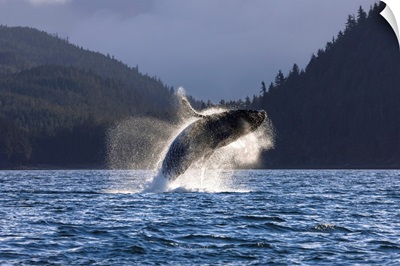 A Humpback Whale leaps from the waters of the Inside Passage near Juneau, Alaska
