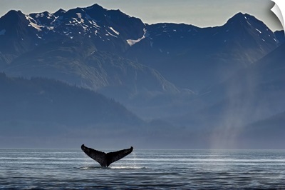A Humpback Whale, Southeast Alaska, Alaska