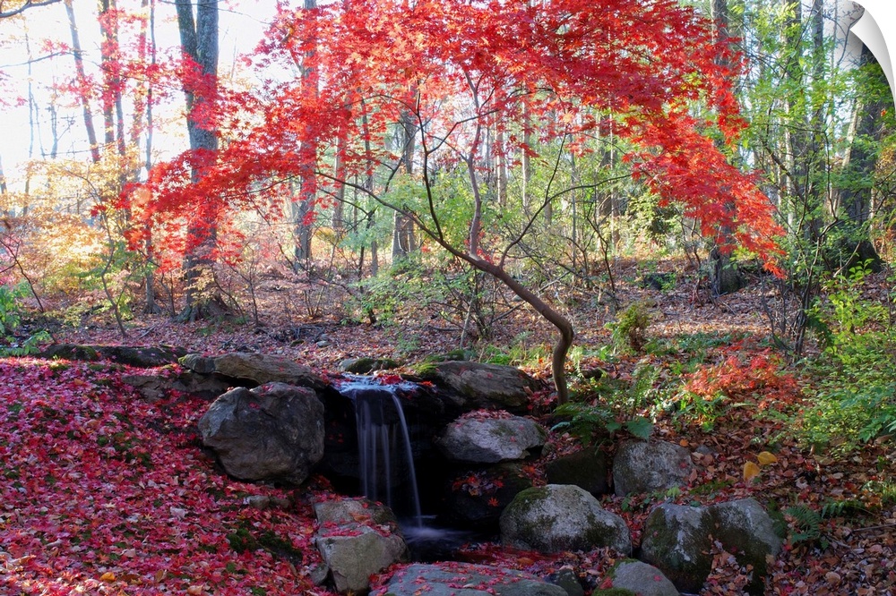 A Japanese maple tree with red leaves in the fall, next to a waterfall
