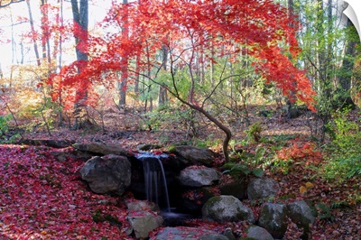 A Japanese maple tree with red leaves in the fall, next to a waterfall; New York.