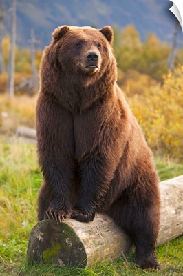 A Large Brown Bear Sits On A Log At The Alaska Wildlife Conservation Center