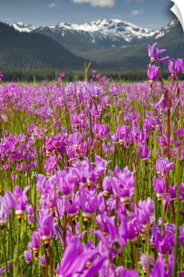 A large field of Shooting Stars bloom in Mendenhall Valley, near Juneau