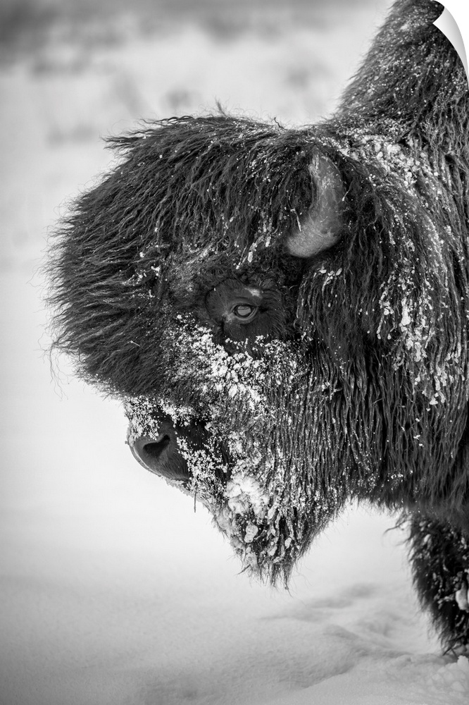 A large, snowy bull wood bison (bison bison athabascae), Alaska wildlife conservation center, portage, Alaska, united stat...