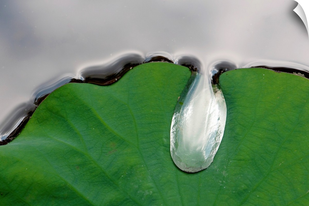 A large water drop puddling atop a water lily leaf.