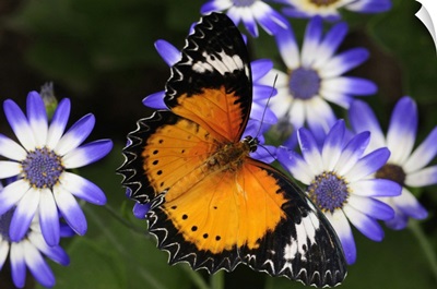 A Leopard Lacewing Butterfly Pollinating Daisies, Westford, Massachusetts