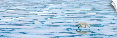 A lone polar bear walks along ice on the Arctic Ocean.