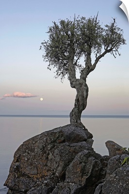 A Lone Tree On Lake Superior; Grand Portage, Minnesota, USA