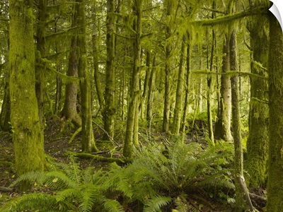 A Lush Forest; Tofino, British Columbia, Canada