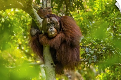 A Male Bornean Orangutan Clinging To A Tree