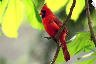 A male northern cardinal, Cardinalis cardinalis, perched on a tree branch above its nest.; Cambridge, Massachusetts.