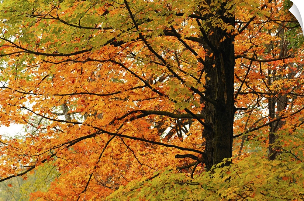 A maple tree in brilliant autumn colors. Minuteman National Historic Park, Concord, Massachusetts.