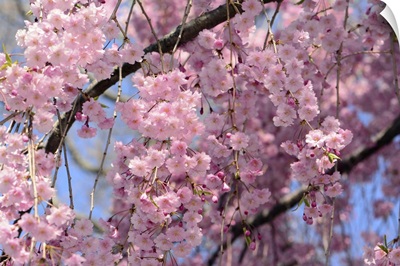 A Massive Floral Display In A Weeping Higan Cherry Tree, Cambridge, Massachusetts