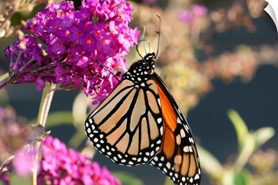 A monarch butterfly, Danaus plexxipus, visiting butterfly bush flowers, Buddleia davidii.; Belmont, Massachusetts.