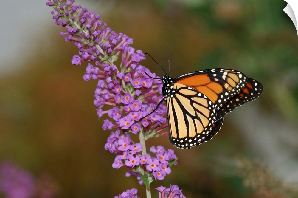 A Monarch butterfly (Danaus plexippus) visiting flowers for nectar. Its bright, warning coloration informs predators that ...