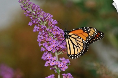 A Monarch Butterfly Visiting Flowers For Nectar, Belmont, Massachusetts