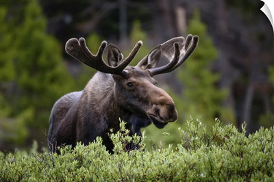 A Moose Stands By Lush Foliage In The Rocky Mountains, Colorado