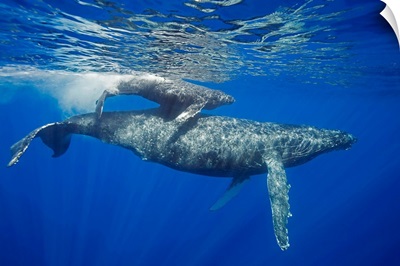A mother and calf pair of humpback whales, Maui, Hawaii