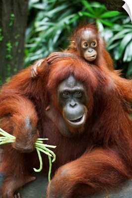 A Mother Orangutan Eats Vegetables With Her Baby; Singapore