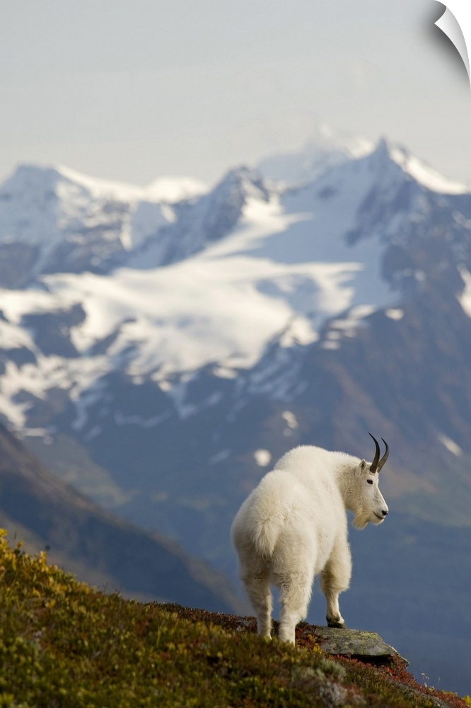 A Mountain Goat stands on a ridge with the scenic Kenai Mountains in the background during Autumn, Kenai Peninsula, Southc...