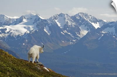 A Mountain Goat stands on a ridge with the scenic Kenai Mountains