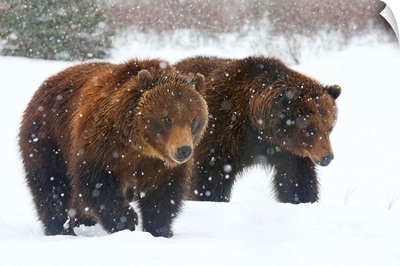 A pair of adult Brown bears walk through falling snow, Southcentral Alaska