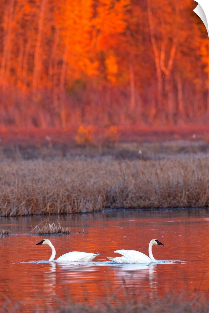 A Pair Of Adult Trumpeter Swans Swim In Potter Marsh At Sunset, Southcentral Alaska