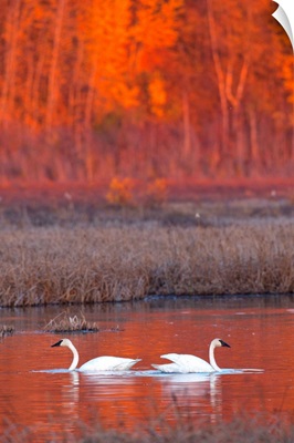 A Pair Of Adult Trumpeter Swans Swim In Potter Marsh At Sunset, Southcentral Alaska