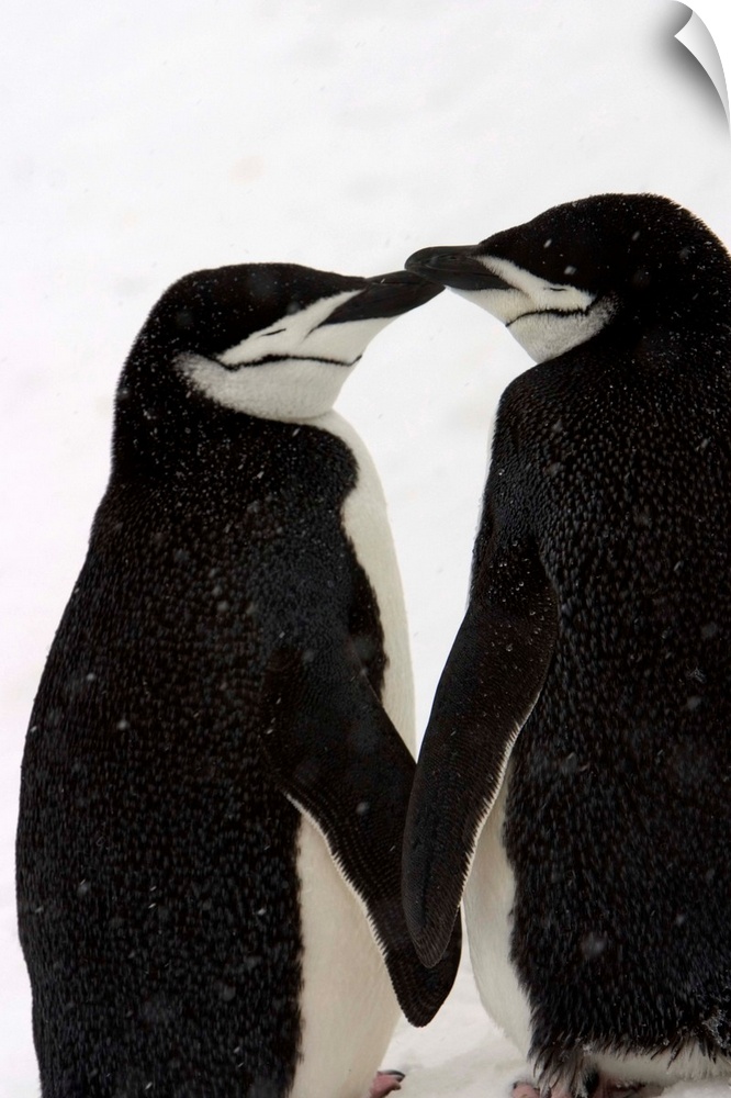 A pair of chinstrap penguins in a courtship cuddle.