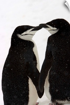 A pair of chinstrap penguins in a courtship cuddle.