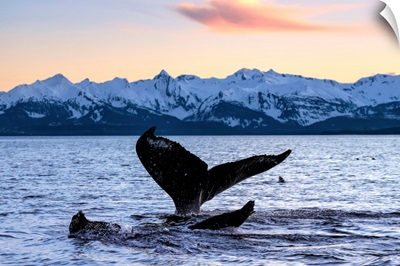A pair of Humpback Whale tails as they dive beneath the surface, Lynn Canal, Alaska