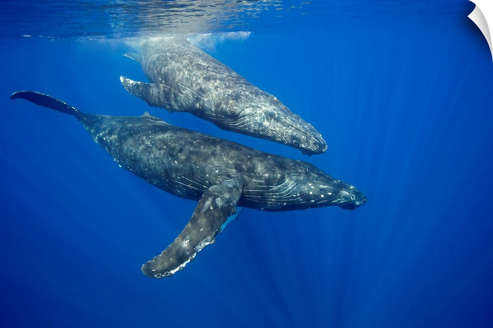A pair of humpback whales (Megaptera novaeangliae) just below the surface. Hawaii, United States of America.