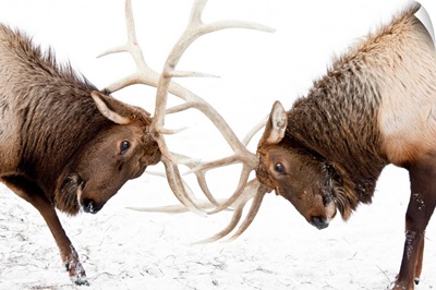 A pair of large Rocky Mountain elk lock antlers and fight