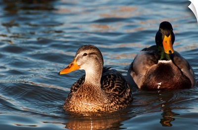 A Pair Of Mallards Swim In The Columbia River, Astoria, Oregon