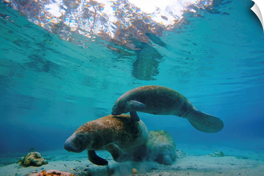 A pair of manatees swim together at Three Sisters Springs.
