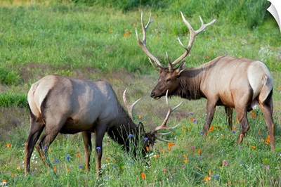 A pair of Rocky Mountain Elk bulls feed in a field, Alaska Wildlife Conservation Center