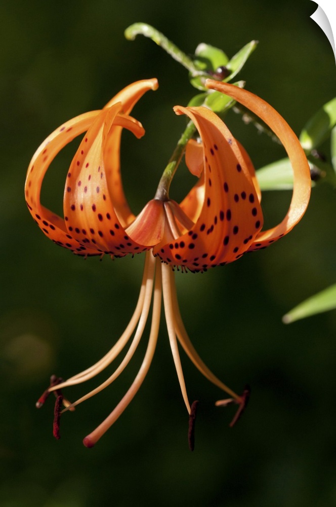 A pendant Tiger Lily flower, Lilium lancifolium. Arlington, Massachusetts