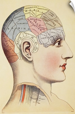 A Phrenological Map Of The Human Brain. From Virtue's Household Physician, 1924