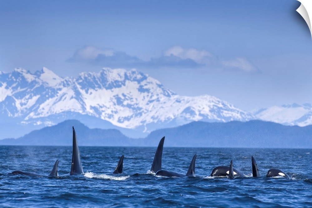 Orca (Killer Whales) traveling in tight formation surface in lynn Canal, Lions Head rises beyond, Inside Passage, Juneau, ...