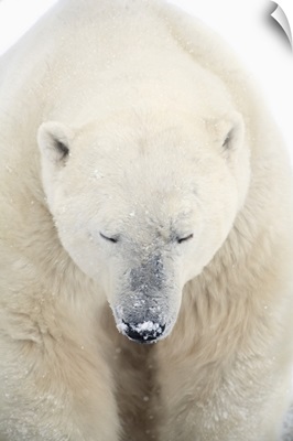 A Polar Bear Resting With It's Eyes Closed; Churchill, Manitoba, Canada