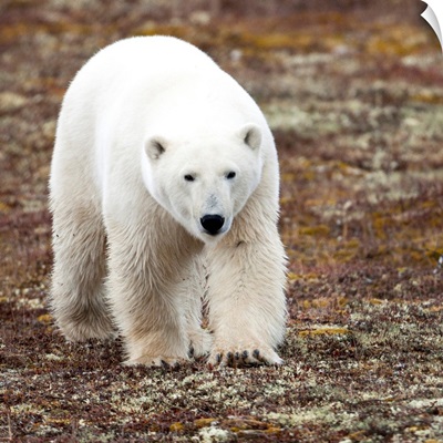 A Polar Bear Walking On The Tundra, Churchill, Manitoba, Canada