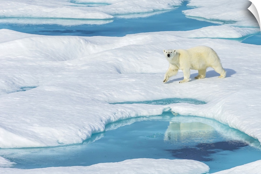 A polar bear (Ursus maritimus) wanders past pools of water on an ice floe in the Canadian Arctic.