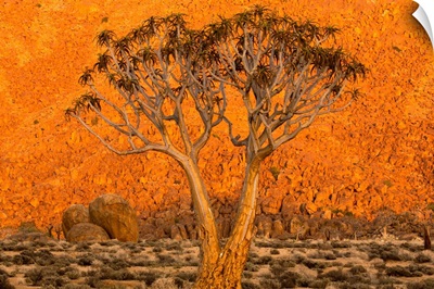 A Quiver tree, or Kokerboom, in Richtersveld National Park, South Africa