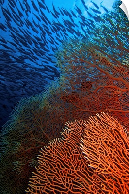 A red fan coral in blue water with a school of fish above.